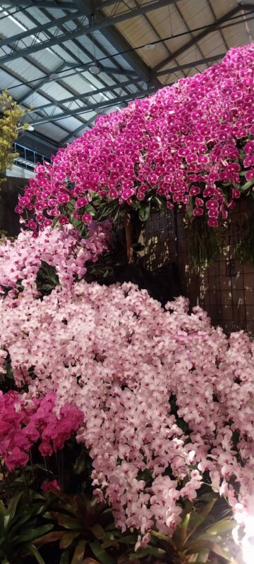 台南蘭花展 台南三道門 台南旅店推薦 台南火車站住宿 台南景點