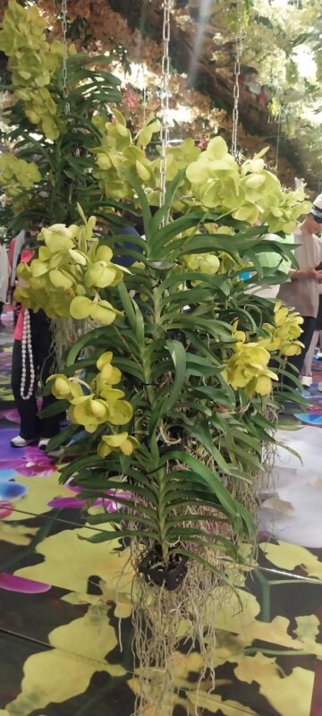 台南蘭花展 台南住宿 台南景點 台南旅店推薦 台南火車站住宿