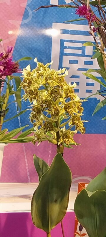 台南國際蘭展 台南旅店 台南景點 台南火車站住宿