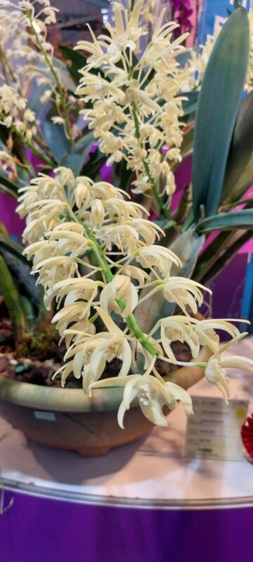 台南國際蘭展 台南景點 台南火車站住宿 台南住宿 台南旅店推薦