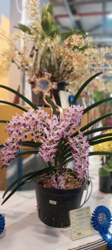 台南景點 台南火車站住宿 台南國際蘭展 台南住宿推薦 台南旅店 