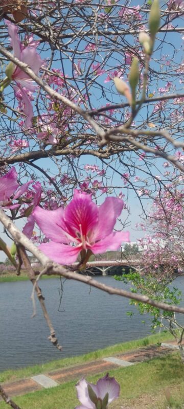 台南櫻花 台南旅遊 台南住宿 台南旅店 台南住宿推薦