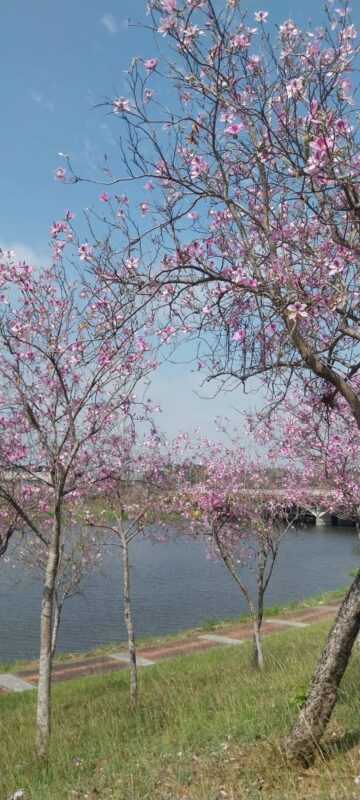 台南櫻花 台南花展 台南旅遊 台南住宿推薦